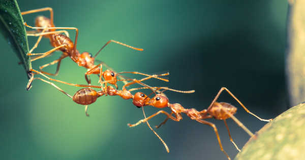 Ants Agile-with-a-little-a