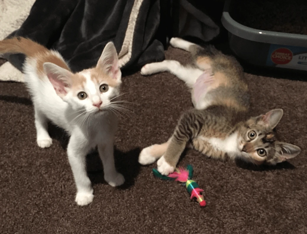 Blog - Meet 15 Furry Animals at the World’s Most Pet-Friendly Company - inline image