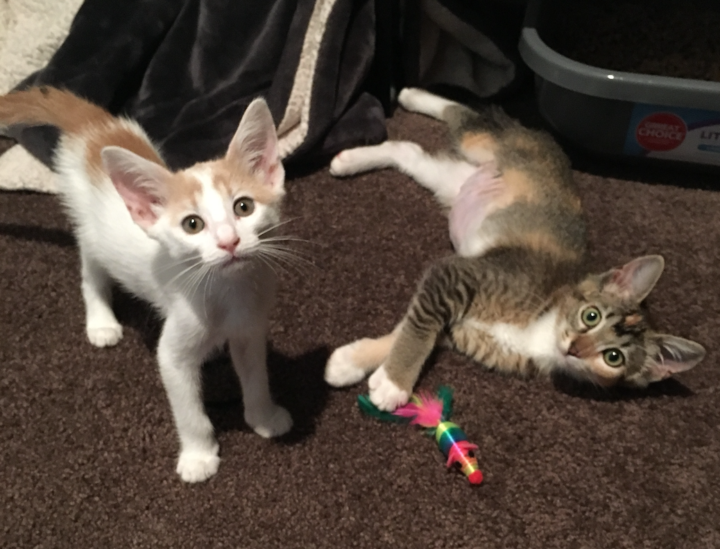 Meet 15 Furry Animals at the World’s Most PetFriendly Company Aha!