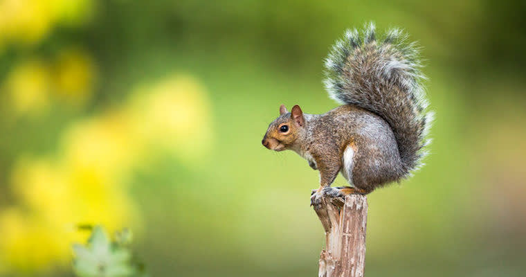 Is There a Squirrel in Your Office?