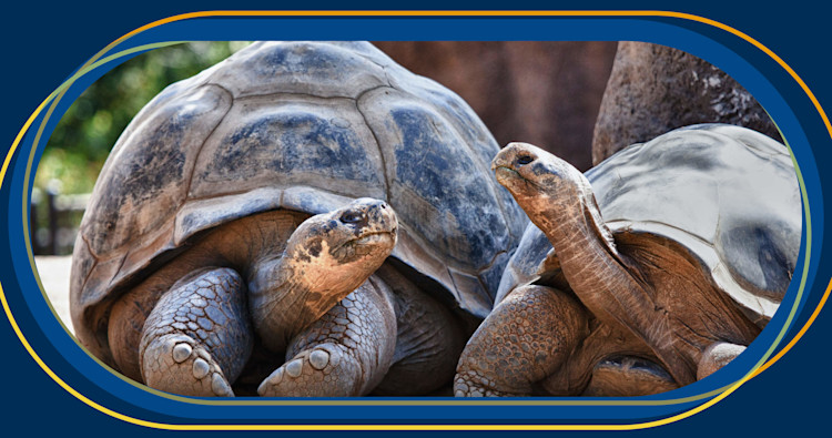 AI-powered search functionality in Aha! software