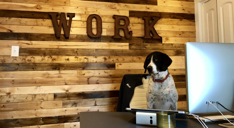 Meet 15 Furry Animals at the World’s Most Pet-Friendly Company