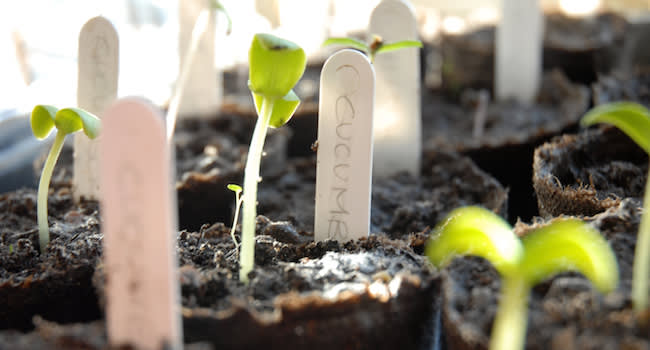 How to Succeed as the Neophyte Product Manager