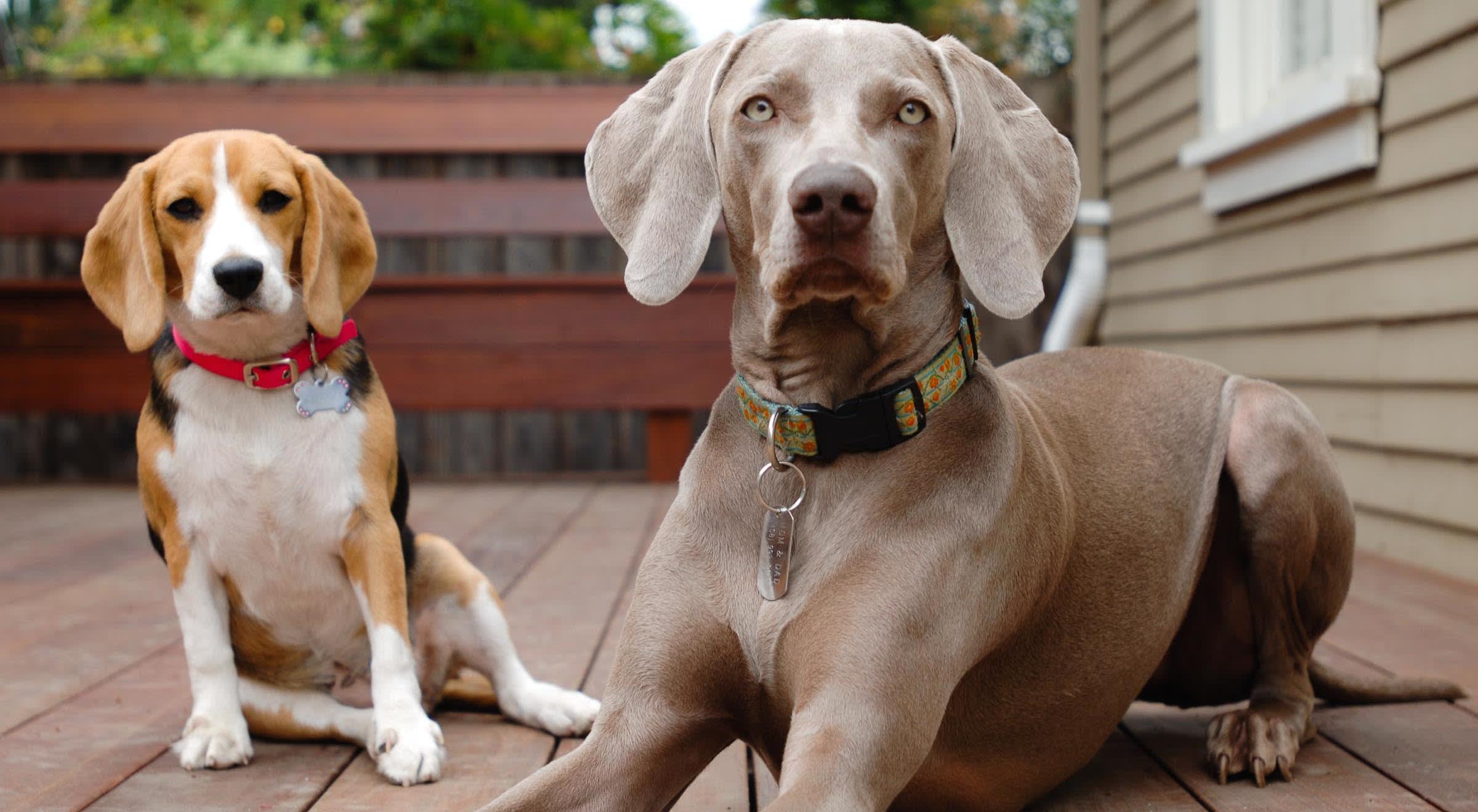 Inside the World's Most Pet-Friendly Tech Company