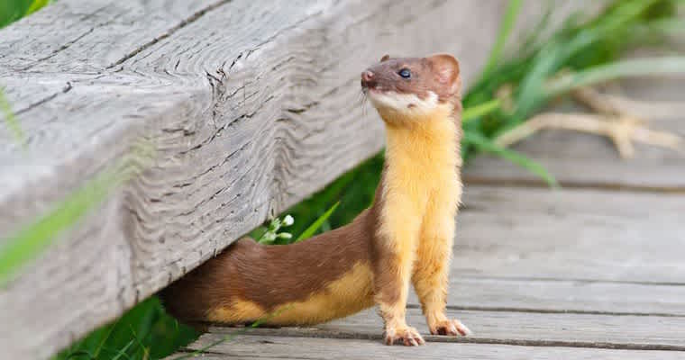 how-to-spot-the-weasel-in-your-office-aha-software