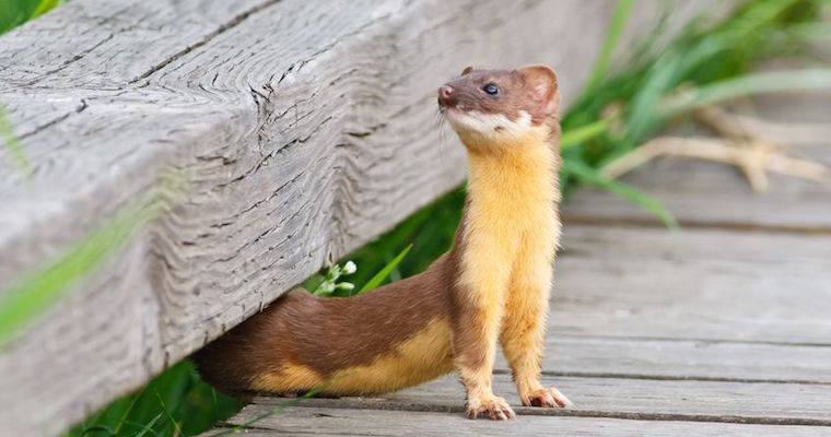 How to Spot the Weasel in Your Office