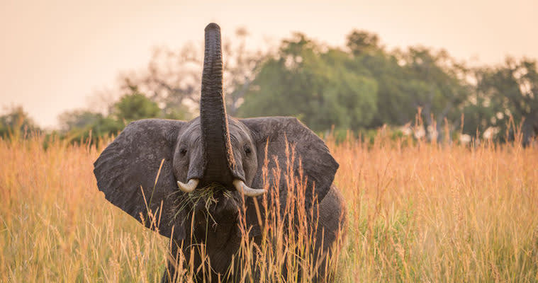 Can We Talk About the Elephant in Your Office?
