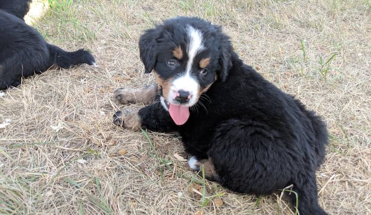 Blog - Meet 15 Furry Animals at the World’s Most Pet-Friendly Company - inline image