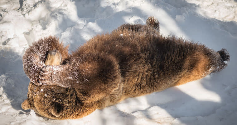 There Is a Bear Hibernating in Your Office