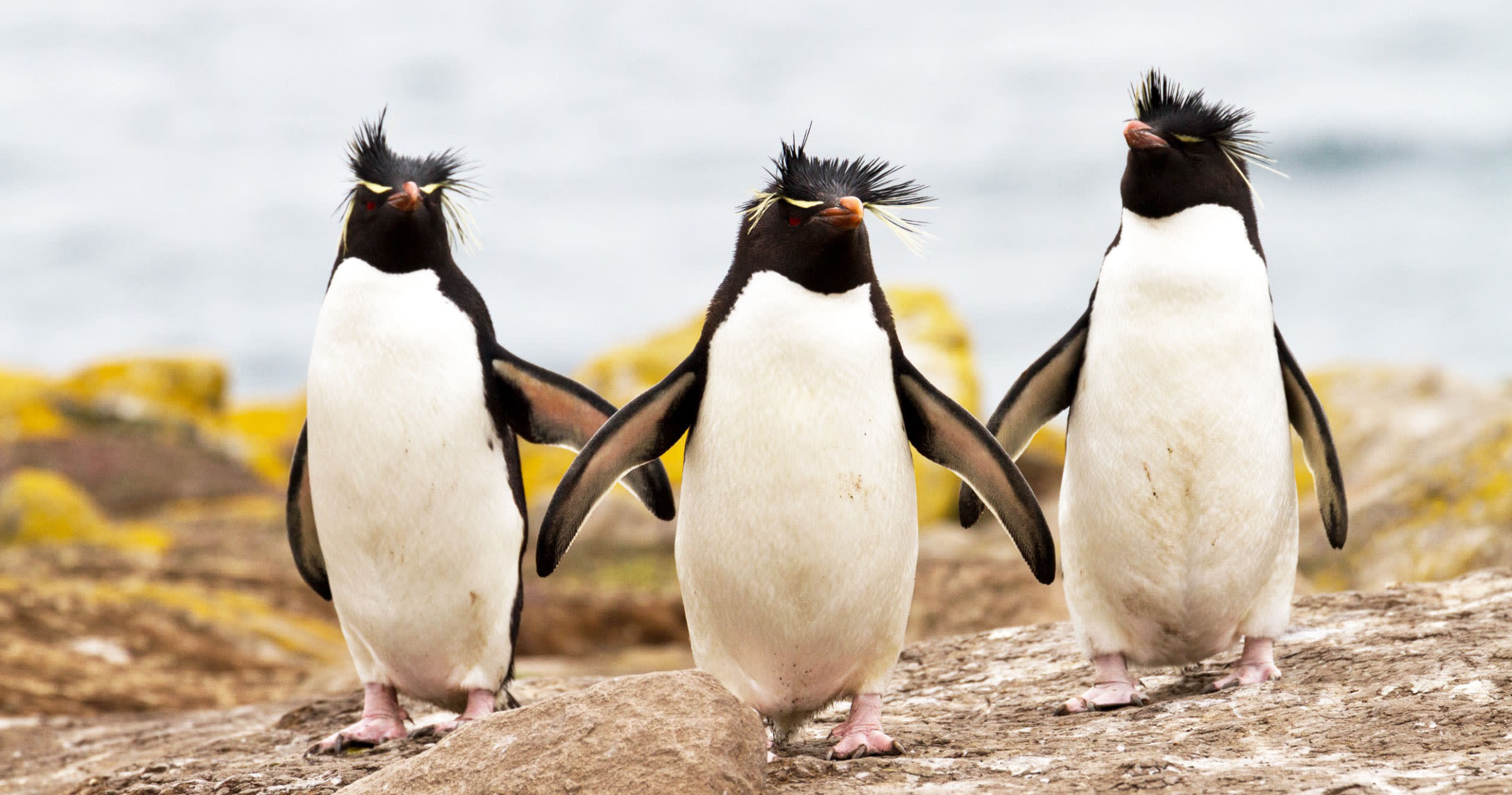 Releases vs. features vs. requirements — what is the difference?