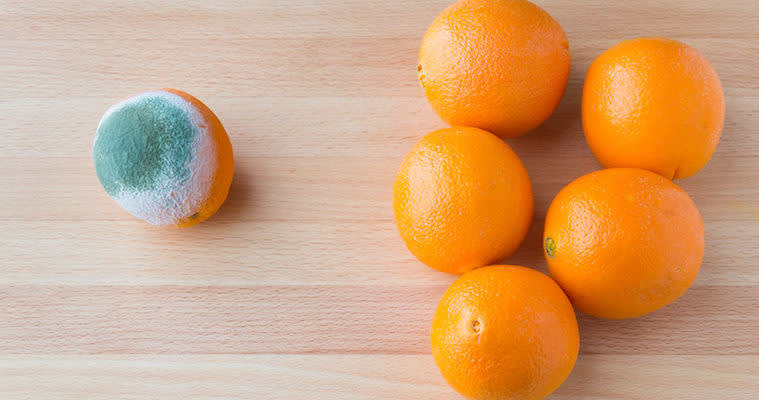 If Bacteria Can Work Together, Why Can’t You?