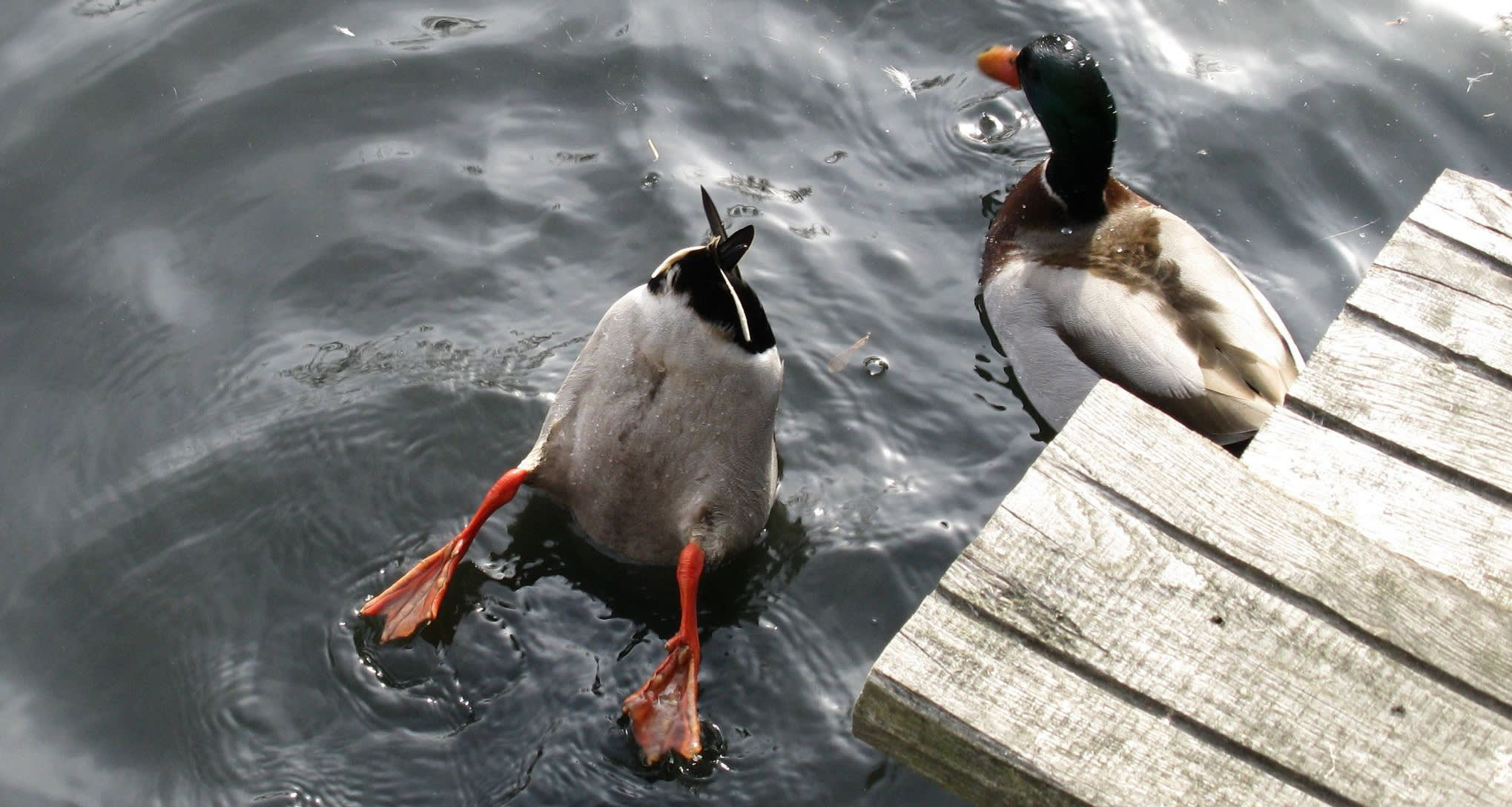 The Product Manager vs. Product Owner