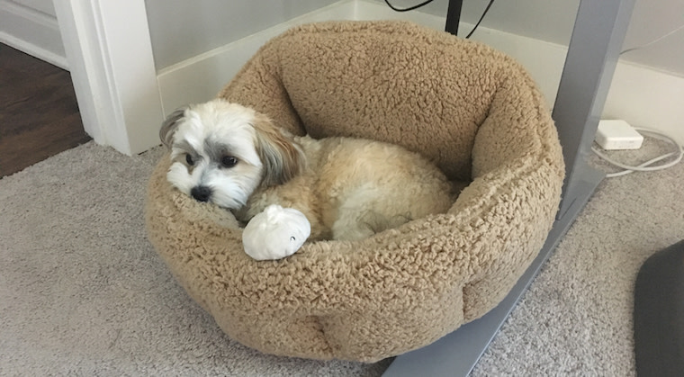Blog - Meet 15 Furry Animals at the World’s Most Pet-Friendly Company - inline image