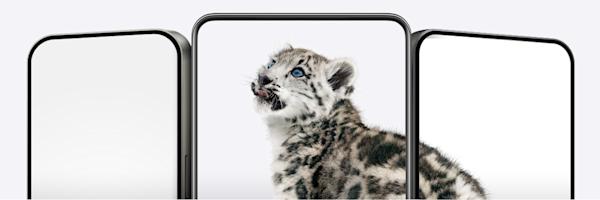 Three smartphones arranged side by side with screens displaying a snow leopard.