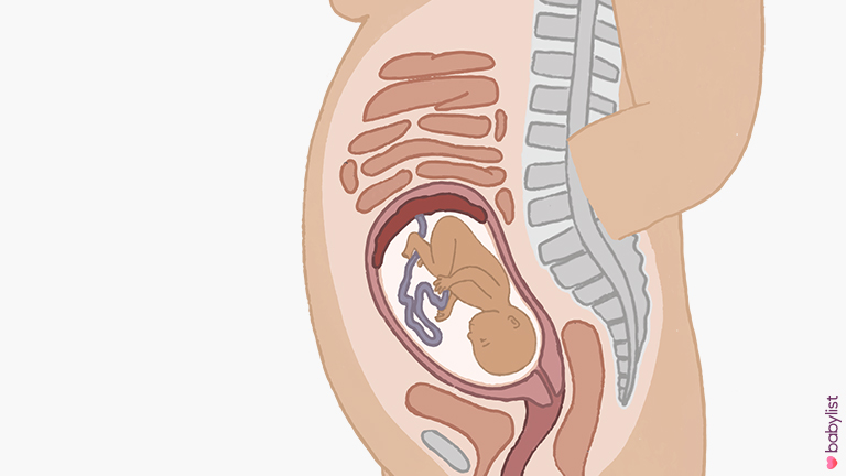 Pregnancy-Ultrasound-week-24