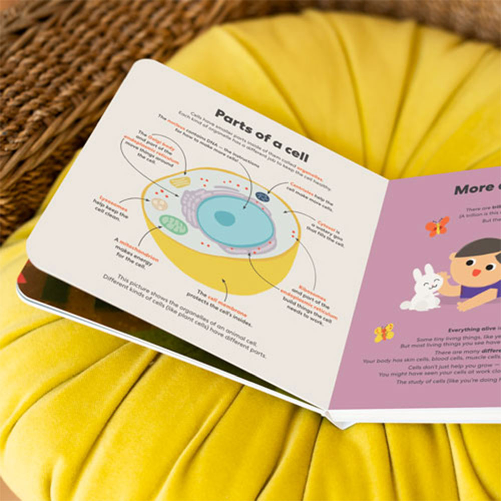 KiwiCo Biology Blocks Shape Sorter.