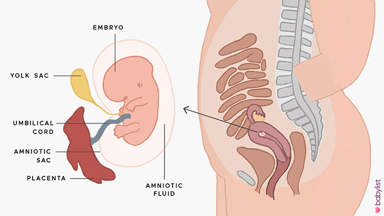 Pregnancy-Ultrasound-week-8