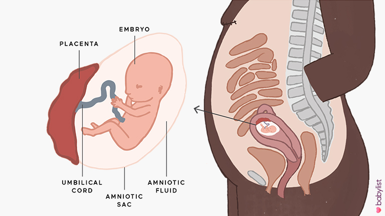 13 Weeks Pregnant Ultrasound.