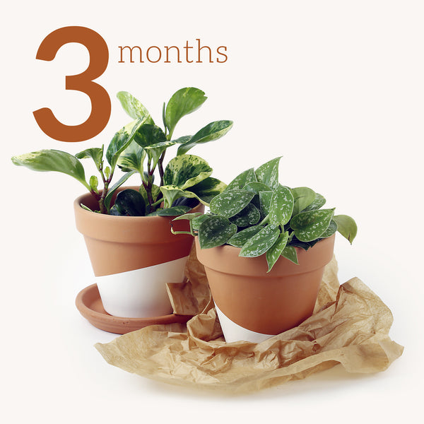 Horti Gift 3 Months.