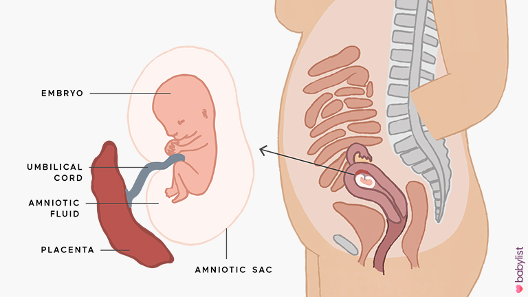 Pregnancy-Ultrasound-week-11