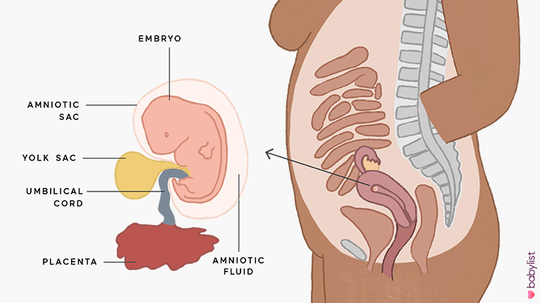 7 Weeks Pregnant Symptoms Baby Development Tips Babylist