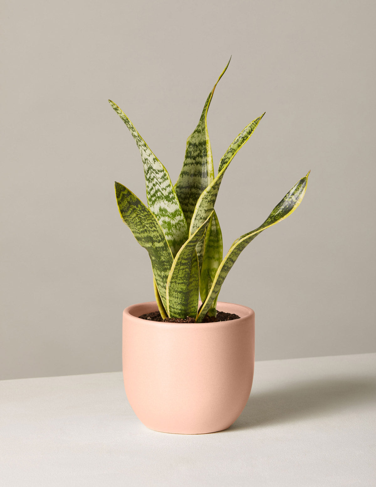 The Sill Snake Plant Laurentii.
