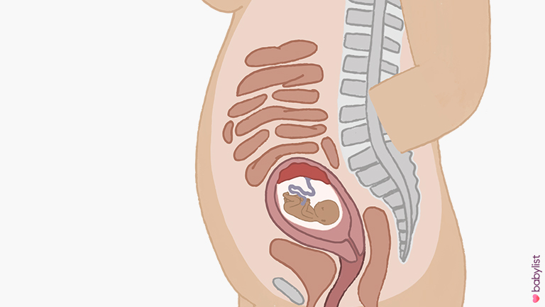 pregnant uterus 16 weeks