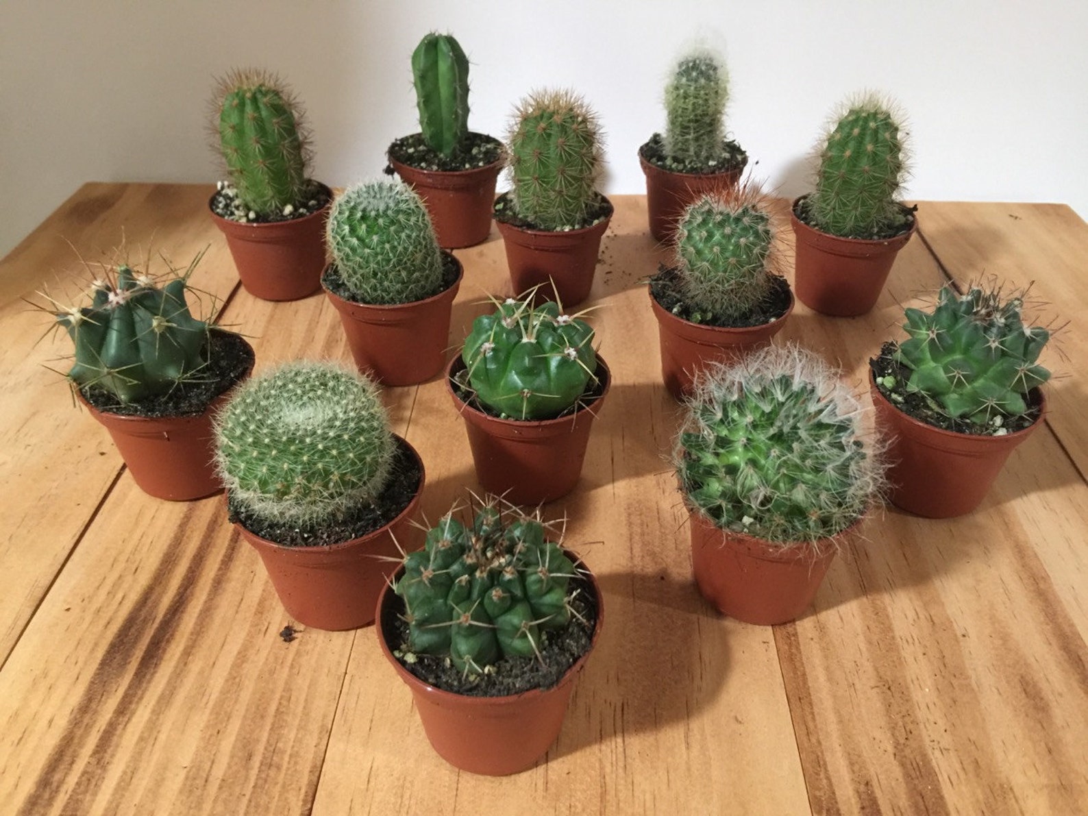 Assorted Cactus Plant - 2".
