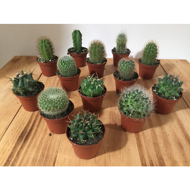 Assorted Cactus Plant - 2".