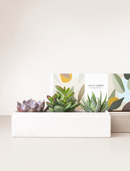 Lula's Garden Jewel Garden.