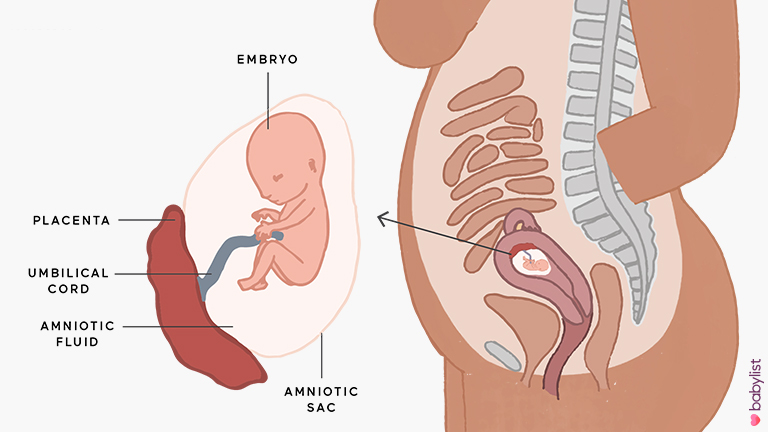 12 Weeks Pregnant: Symptoms, Belly & More