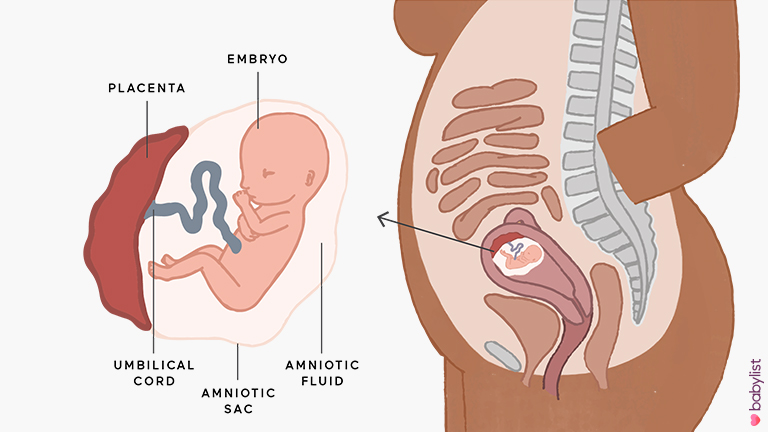 Pregnancy-Ultrasound-week-14
