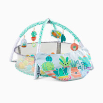 Thumbnail of Succulents