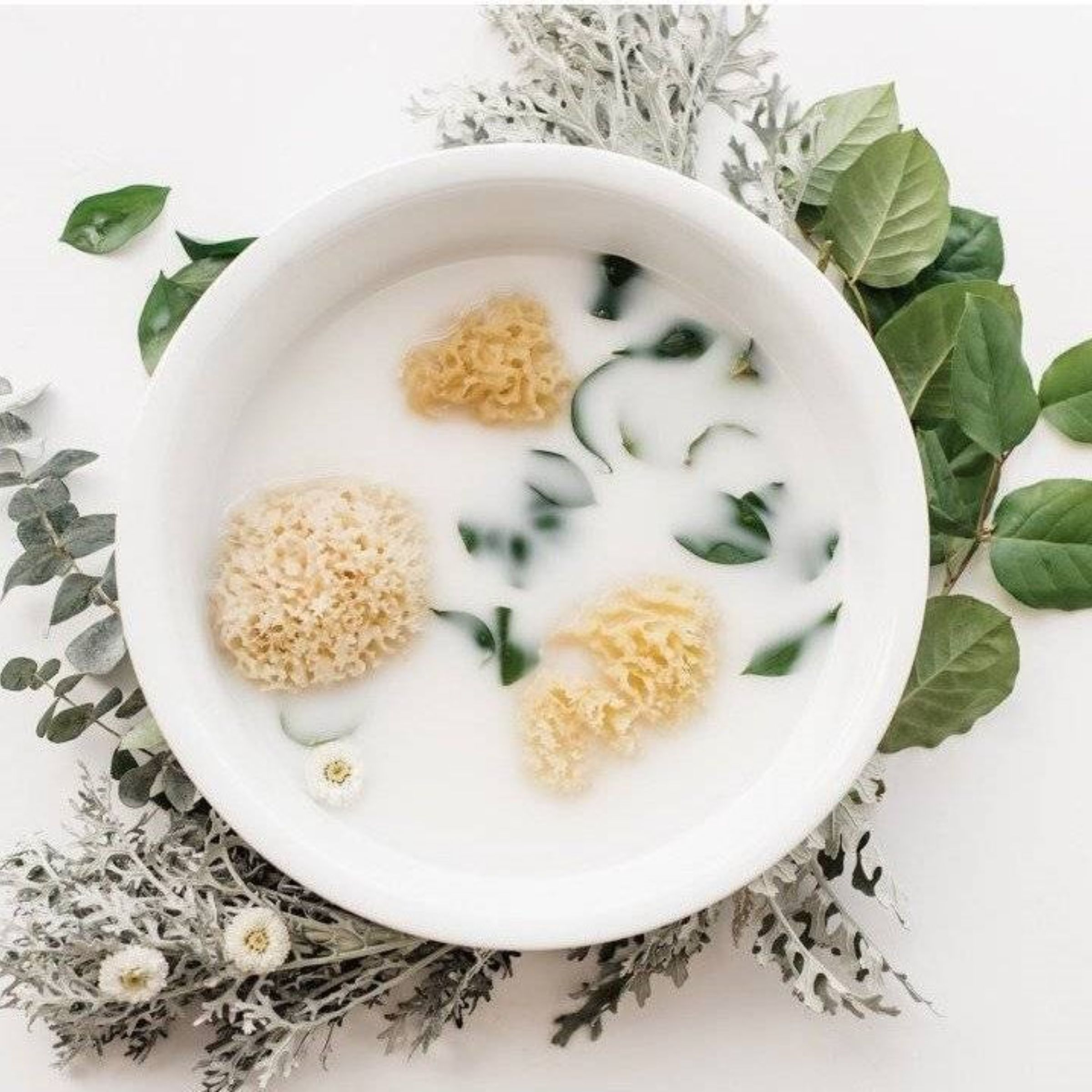 Kyte Baby Sea Sponge Babylist Shop