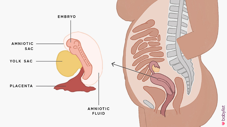 Pregnancy-Ultrasound-week-5