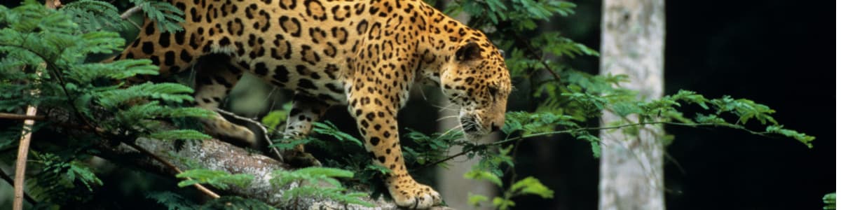what to do in french guiana? Discover the fauna and flora