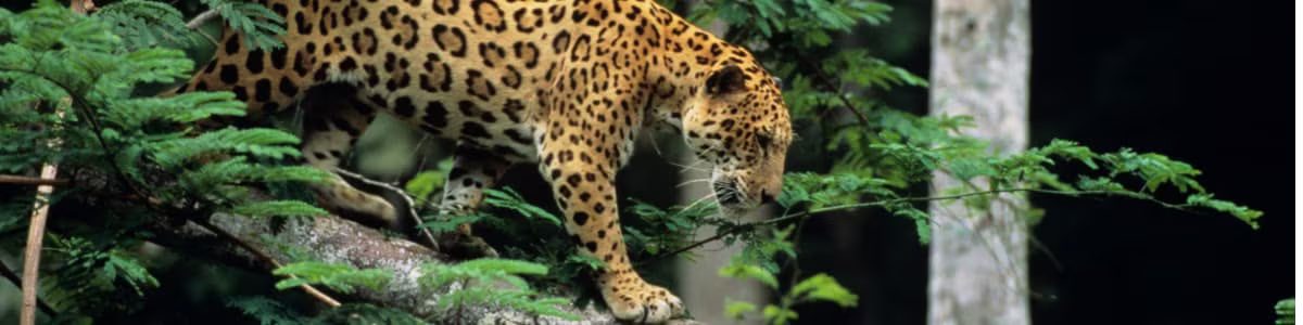 que faire en Guyane ? Découvrir la faune et la flore