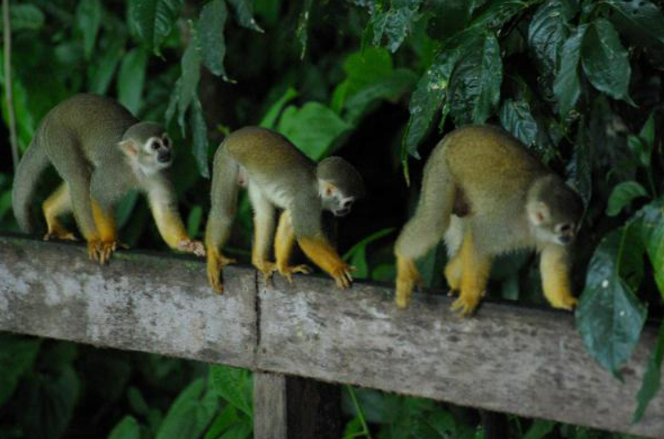 ilet-la-mere-singe-600