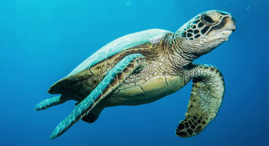 green-turtles-french-guiana