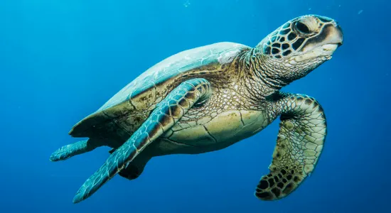 green-turtles-french-guiana