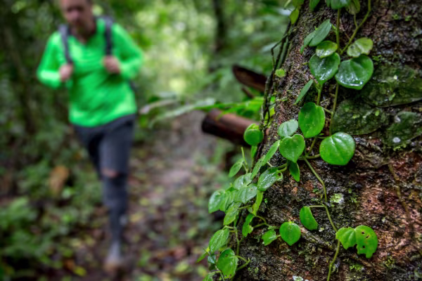 randonnée forêt amazonienne (2) 600x400