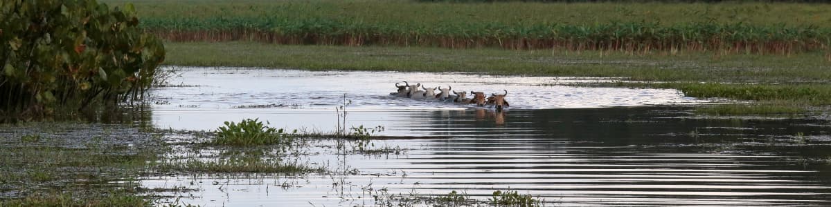 Que faire en Guyane, les marais de kaw