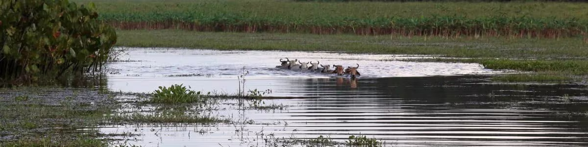 What to do in french guiana, the kaw marshes