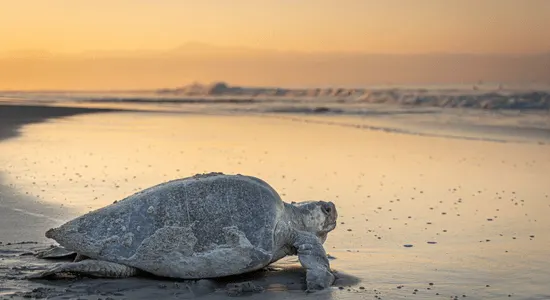 olive-ridley-turtles-french-guiana