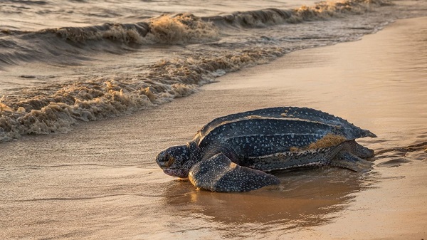 météo-guyane-tortue 600