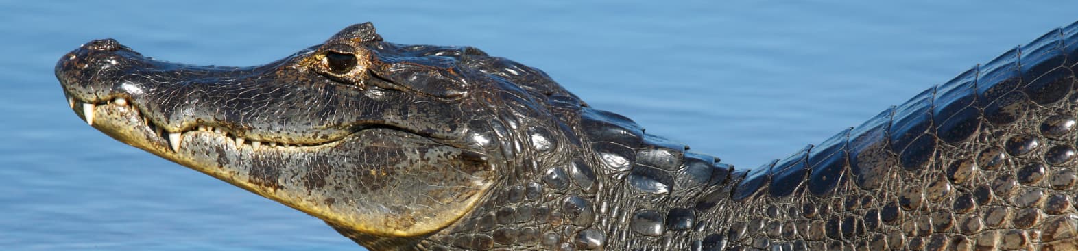 caiman noir marais de kaw