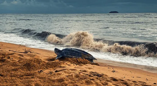 les-tortues-en-guyane-française