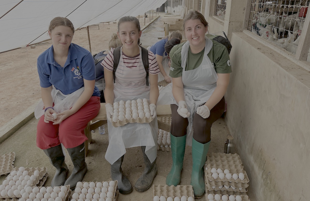 Eggs Ghana 2026