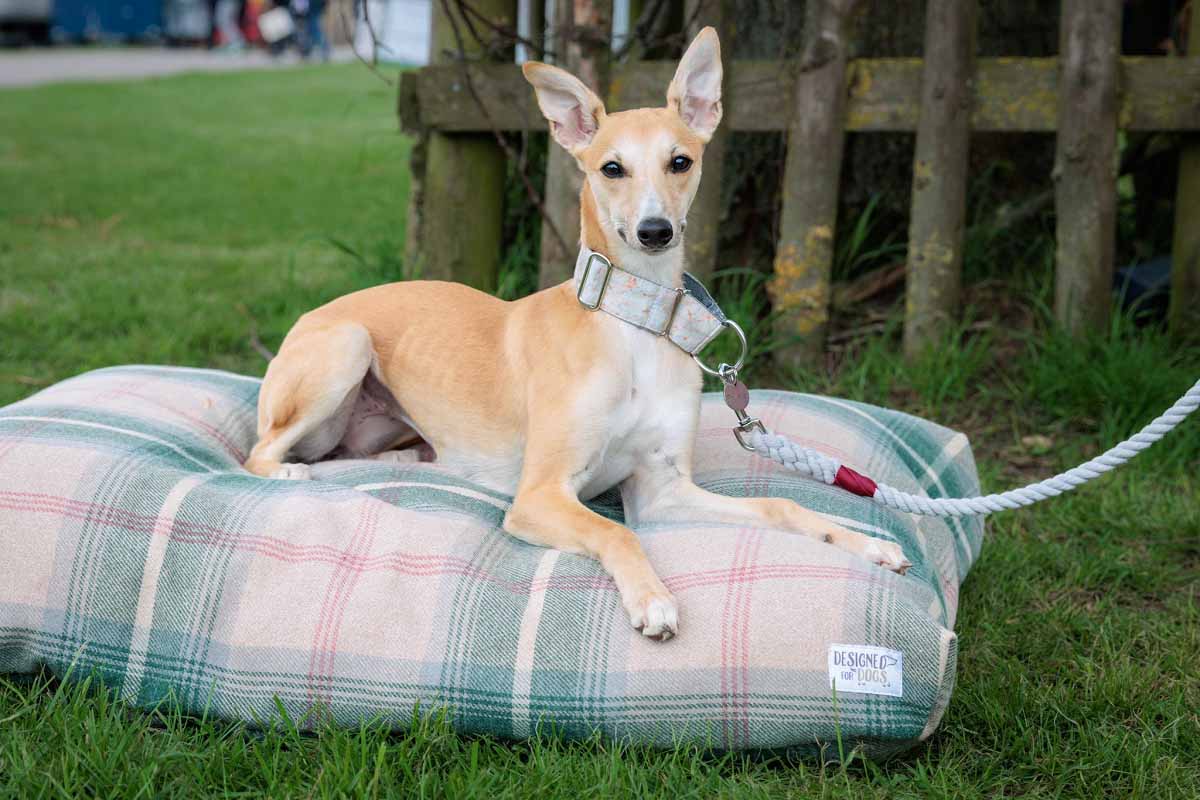 Designed for Dogs Member Offer