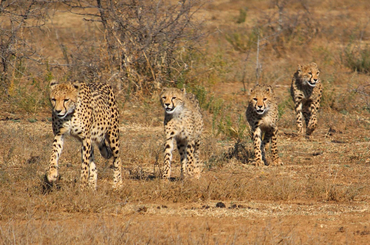 Cheetahs _ Anna Morgan – SA trp 2025